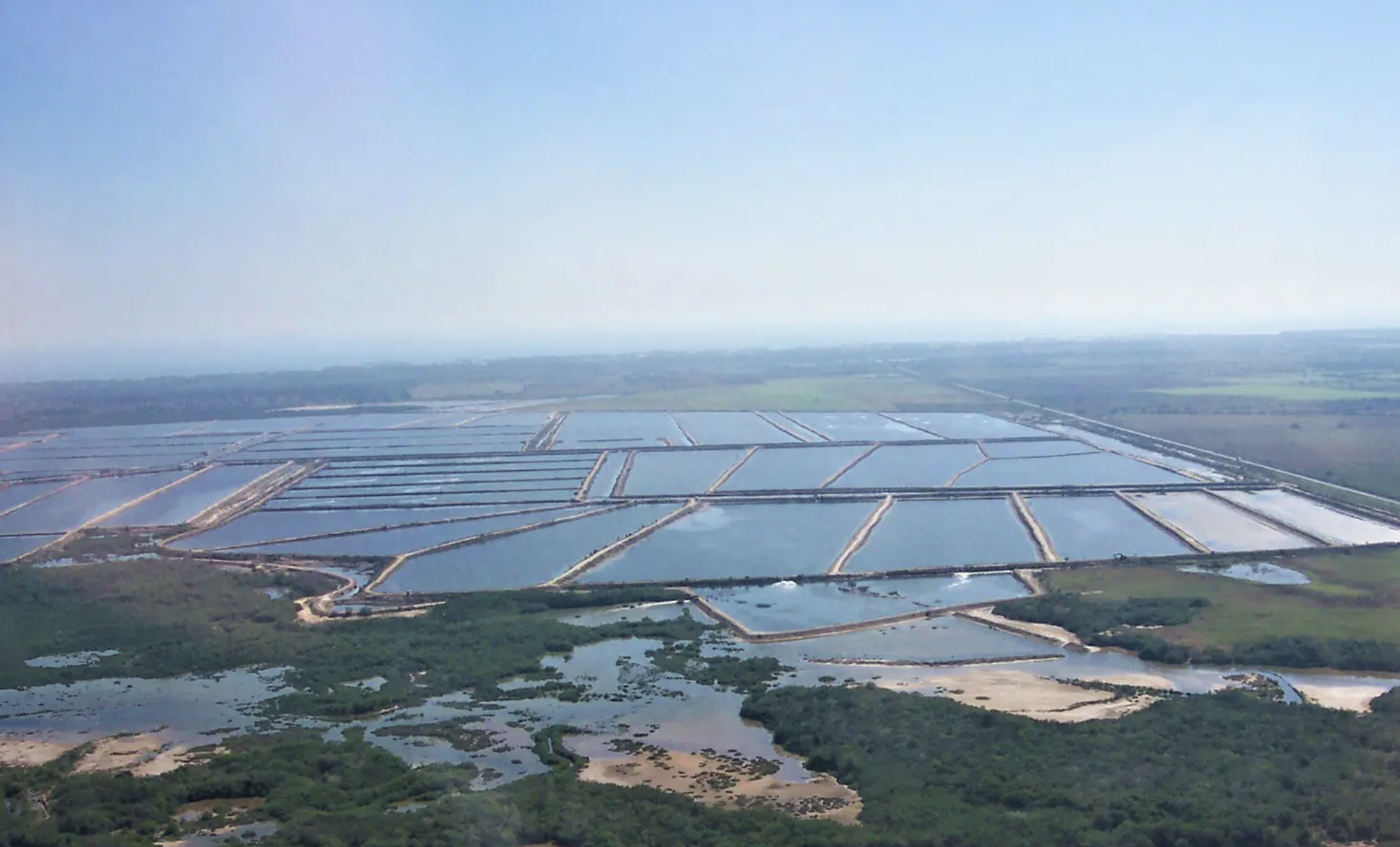 Granja de camarones super intensiva